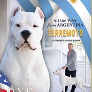 AKC GR CH Terremoto Bravoure Blanche - Dogo Argentino
