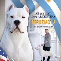 AKC GR CH Terremoto Bravoure Blanche - Dogo Argentino