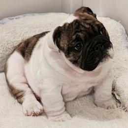 Female 2 - Red brindle and white female Bulldog puppy in Salina, Kansas from Big Pine Bulldogs