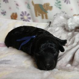 Benji - Black male Havapoo puppy in Blanch, North Carolina from Faithful Hearts Kennel