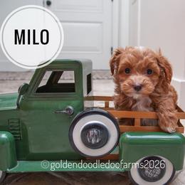 Milo - Apricot male Golden Aussiedoodle puppy in Hyrum, Utah from Goldendoodledoo Farms