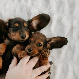 Dachshund Puppies from EntityDachs