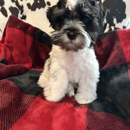 Bandit - Parti male Miniature Schnauzer puppy in Lubbock, Texas from R&T Tx Mini Schnauzers