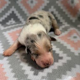 Daisy - Blue merle female Australian Shepherd puppy in Clover, South Carolina from Jo’s Aussies