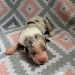 Daisy - Blue merle female Australian Shepherd puppy in Clover, South Carolina from Jo’s Aussies