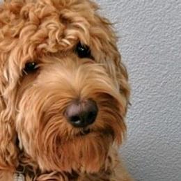 Maya - Australian Labradoodle