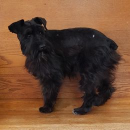 Jasmine - Miniature Schnauzer