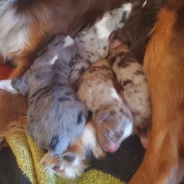 Miniature Australian Shepherd and Toy Australian Shepherd Puppies from Kinsley's Cuties & SouthPaw Creations