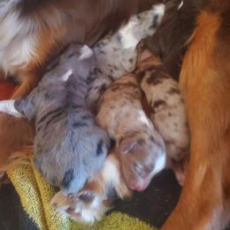 Miniature Australian Shepherd and Toy Australian Shepherd Puppies from Kinsley's Cuties & SouthPaw Creations