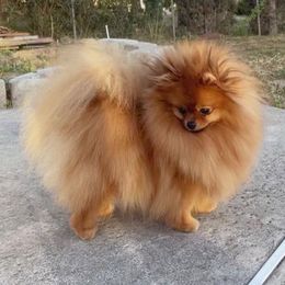 Barbie - Pomeranian