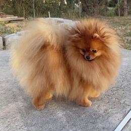 Barbie - Pomeranian