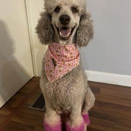 Poodles from Arkansas River Poodles