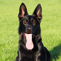 Isa - German Shepherd