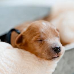 Boy black - Red  male Goldendoodle puppy in Lumberton, Mississippi from SouthernDoodlebug/ Utah Doodlebug