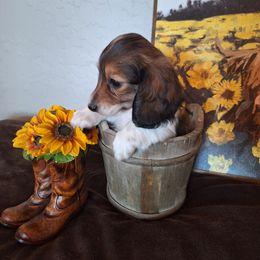Laney - Piebald female Dachshund puppy in Surprise, Arizona from Codie's Dachshunds