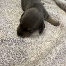 Boy 2 - Blue and tan male Dachshund puppy in Spokane, Washington from Dearhaven Doxie