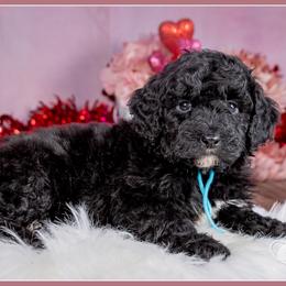 Blanc - Black and white male Bernedoodle puppy in Connersville, Indiana from Deaz Doodle Ranch