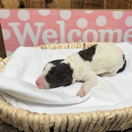 Boy 1 - Brown and white male Aussiedoodle puppy in Lavonia, Georgia from H & A Kennels