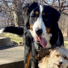 Bernedoodles from Magnolia Blossom Bernadoodles