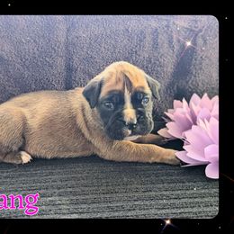 Yang - Fawn female Boxer puppy in Mountain Home, Idaho from LJK Boxers & Toy Aussies