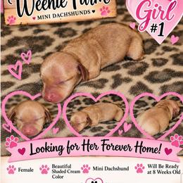 Girl 1 - Cream female Dachshund puppy in Fritch, Texas from The Weenie Farm