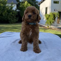 Teal - Red  male Goldendoodle puppy in Citrus Heights, California from Tanya's Goldendoodles