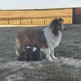 Sedona - Shetland Sheepdog