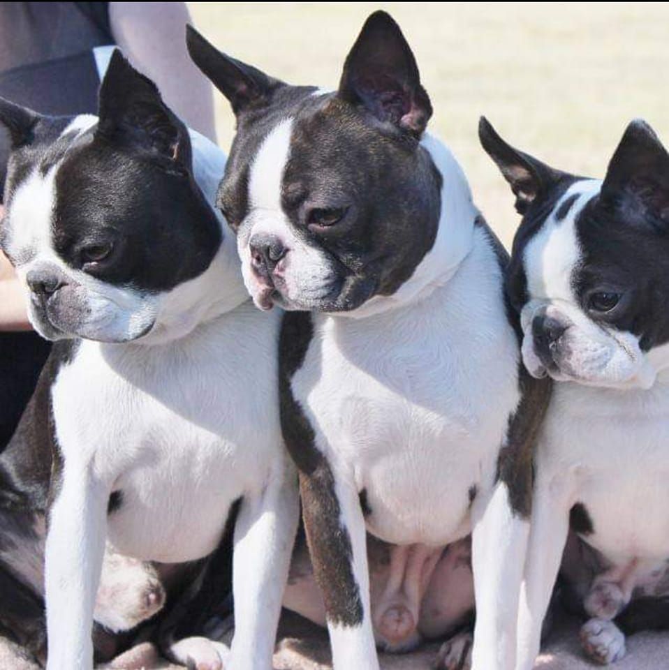 BoJenx Bostons in Arizona | Boston Terrier puppies | Good Dog