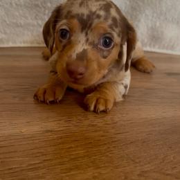 Chocolate and Tan Dapple - Dapple female Dachshund puppy in Oklahoma from Wild Weenies - Dachshund Ranch
