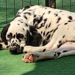 Girl 1 - female Dalmatian puppy in Owosso, Michigan from Dreammaker Dalmatians