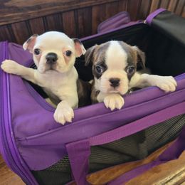 Blossom - Brindle and white female Boston Terrier puppy in Orange, Texas from Emerald Moon Bostons