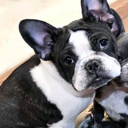 French Bulldogs from Friendly Frenchies