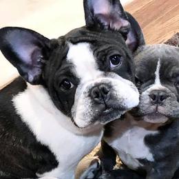 French Bulldogs from Friendly Frenchies