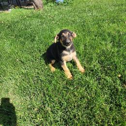 Ziva - Black and tan female German Shepherd puppy in Whitewater, California from Vom Haus Metzler Shepherds