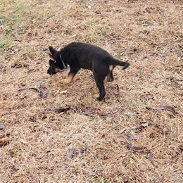 German Shepherd and Goldendoodle Puppies from The Greyline Dogs