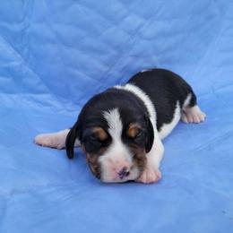 Eeny - Black white and tan male Beagle puppy in Palmyra, Nebraska from Nebraska K9's