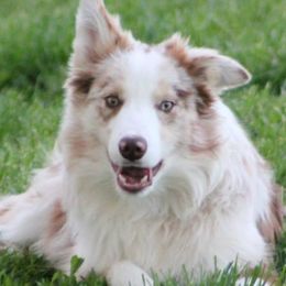 SKS  - Border Collie