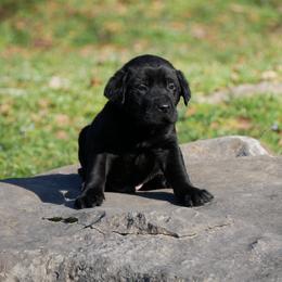 Shadow - Black male Labrador Retriever puppy in Buffalo Valley, Tennessee from Buffalo Valley Breeders