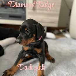 Dark pink collared - Black and rust female Doberman Pinscher puppy in Winamac, Indiana from DIAMOND RIDGE DOBERMANS