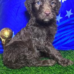 Kylian mbappe (France) - Chocolate male Labradoodle puppy in Kingston, Georgia from CC Familydoodles