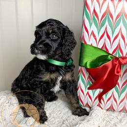 Mr. Green (green collar male) - Phantom male Goldendoodle puppy in Murrieta, California from Apricot Poodles & Goldendoodles, LLC