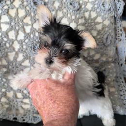 Lulu - Parti female Yorkshire Terrier puppy in Kingston, Oklahoma from Lake Life