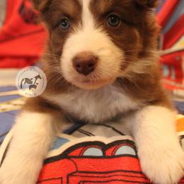 Sideswipe - Red tri-color male Australian Shepherd puppy in Colorado Springs, Colorado from Dawn 2 Dusk Ranch