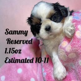 Samantha - Black and white female Shih Tzu puppy in Sacramento, California from NANA’S  QUALITY SHIH TZU'S