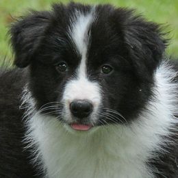 Border Collie Puppies from Shorewind Border Collies