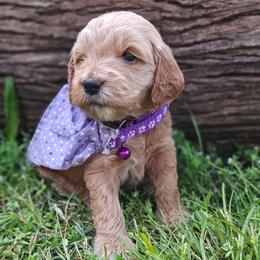 Macadamia- Purple Collar - Apricot female Goldendoodle puppy in Bonham, Texas from Happy Valley Puppies