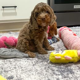 Hazelnut - Merle female Cockapoo puppy in Beresford, South Dakota from DAKOTA DOOD RANCH