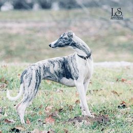 Salukis and Whippets from Falconeer Kennels