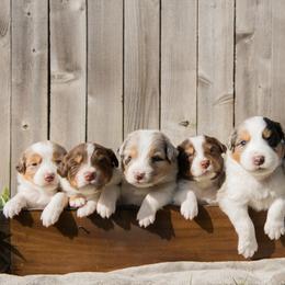 Australian Shepherd Puppies from Boise Aussie Paws