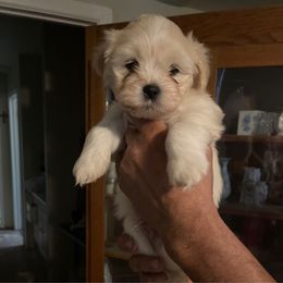 Cash                  (Blue) - White male Lhasa Apso puppy in Fort Worth, Texas from Sheri's Lhasa Apso Puppies